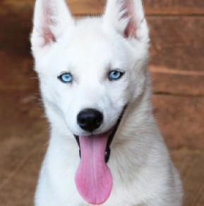 Siberian Husky puppy for sale