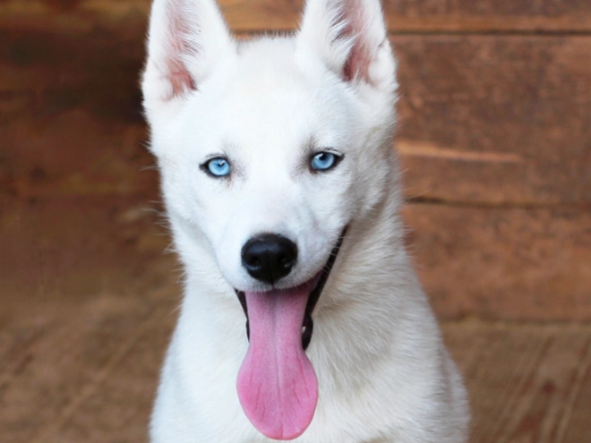 Siberian Husky puppy for sale