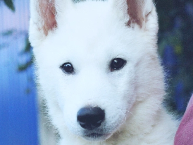 Siberian Husky puppy for sale