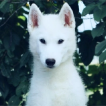 Sam, white Siberian Husky for sale