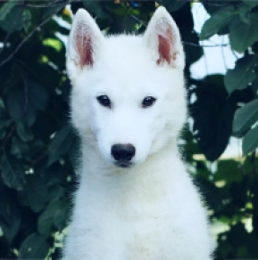 Siberian Husky puppy for sale