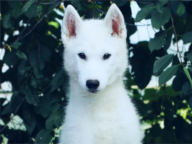 Siberian Husky puppy for sale