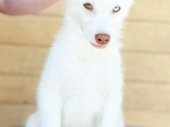 Siberian Husky puppy for sale
