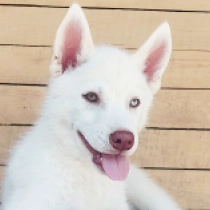 Old Jack, white Siberian Husky for sale