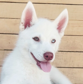 Siberian Husky puppy for sale