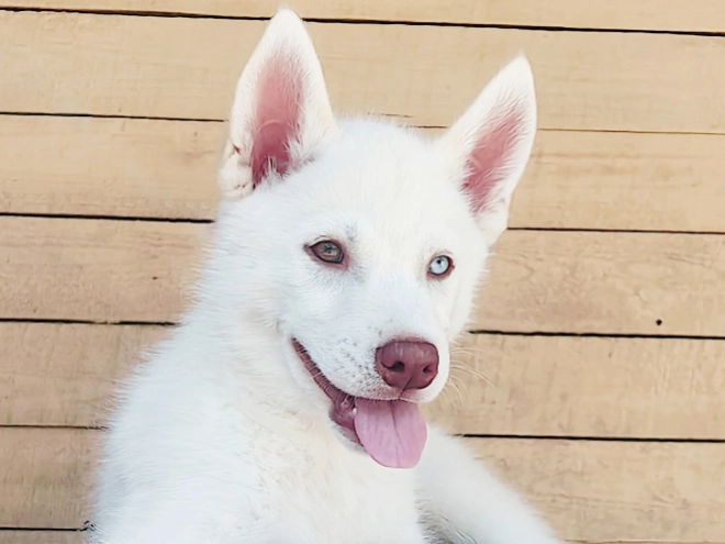 Siberian Husky puppy for sale
