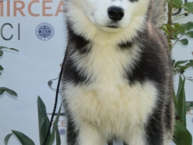Siberian Husky puppy for sale