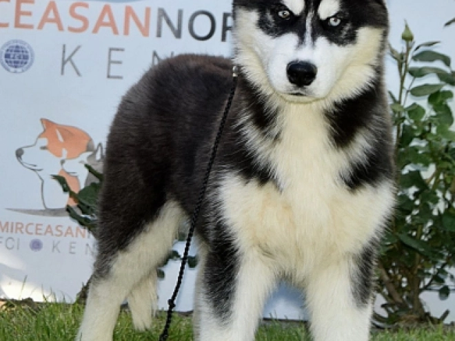 Siberian Husky puppy for sale