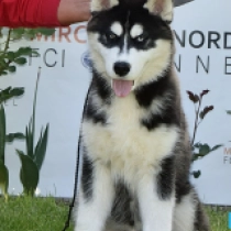Baldur, black and white Siberian Husky for sale