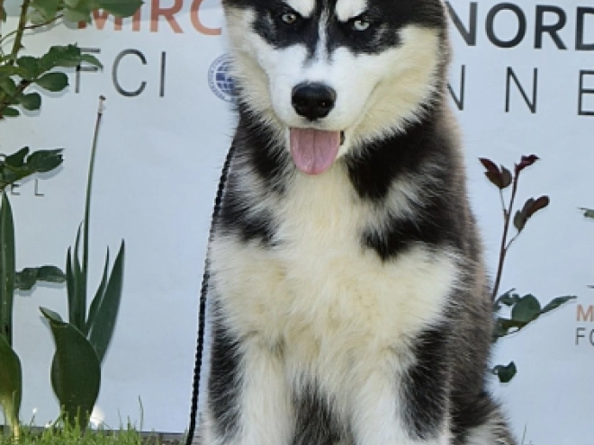 Siberian Husky puppy for sale