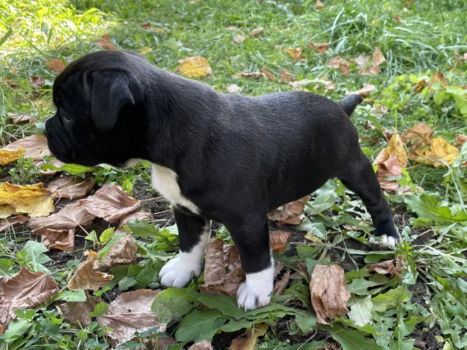 Staffordshire Bull Terrier Welpe kaufen