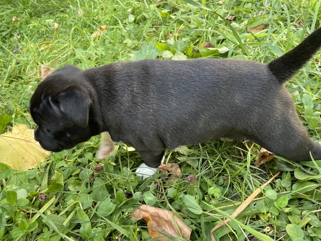 Staffordshire Bull Terrier Welpe kaufen