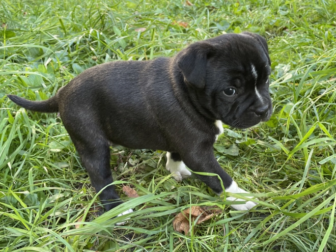 Staffordshire Bull Terrier Welpe kaufen