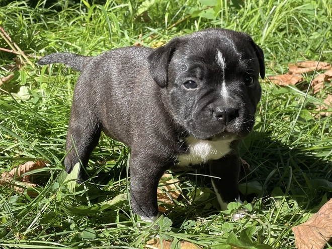 Staffordshire Bull Terrier Welpe kaufen