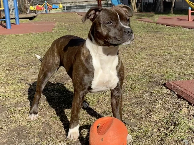 Staffordshire Bull Terrier Welpe kaufen