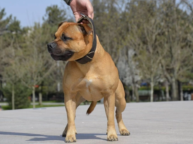 Staffordshire Bull Terrier Welpe kaufen