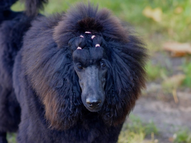 Perros Caniche en venta