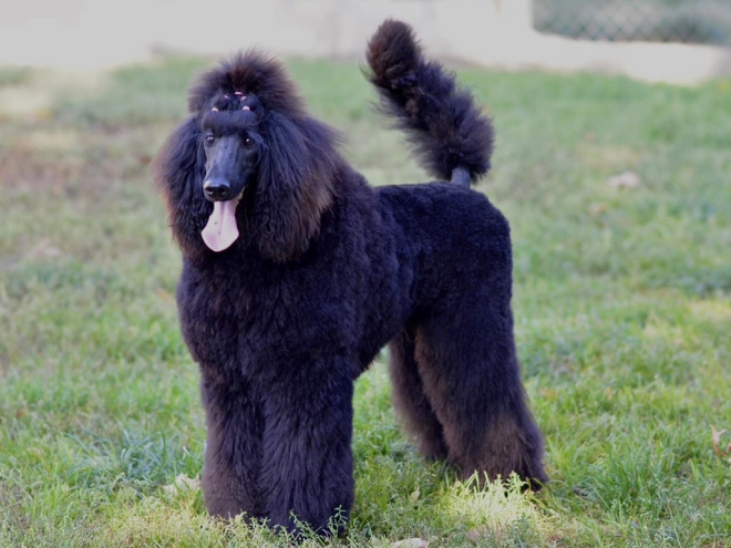 Perros Caniche en venta