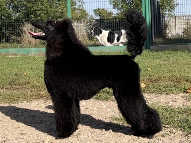 Perros Caniche en venta
