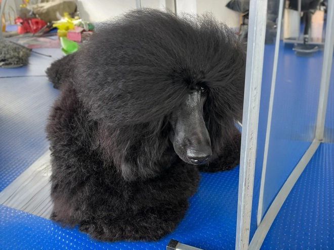 Perros Caniche en venta