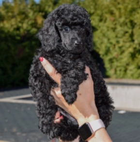 Pudel puppy