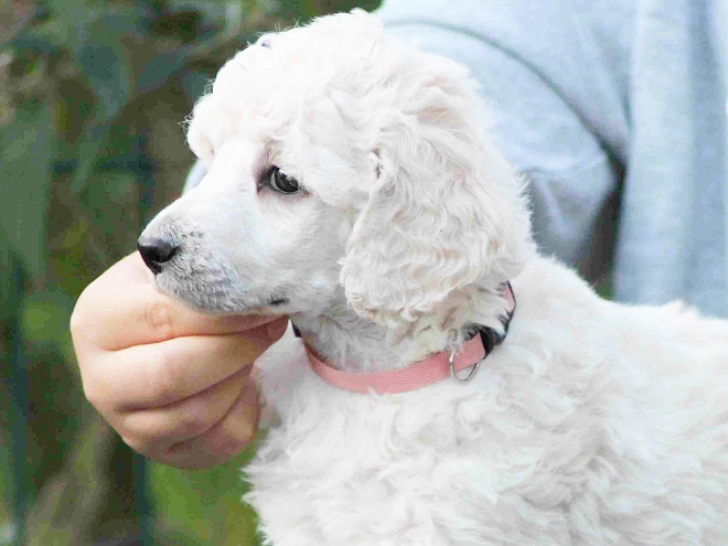 Standard Poodle puppy for sale