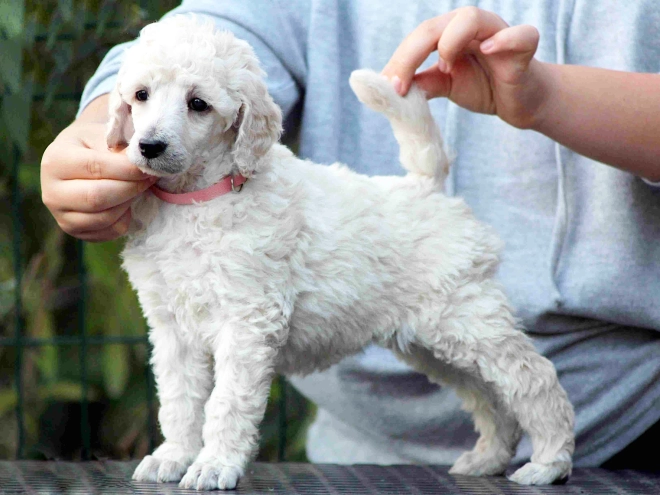 Standard Poodle puppy for sale