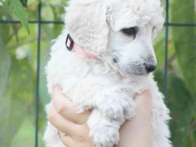 Standard Poodle puppy for sale