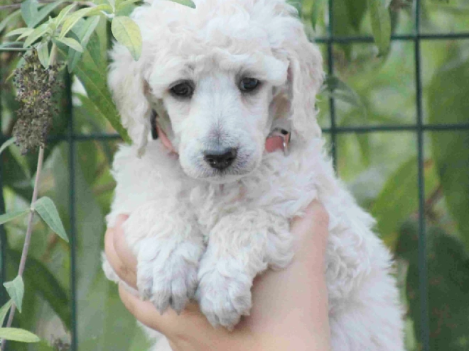 Standard Poodle puppy for sale