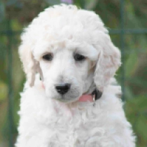 Quiet Rain, white Caniche en venta