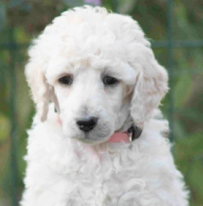 Standard Poodle puppy for sale