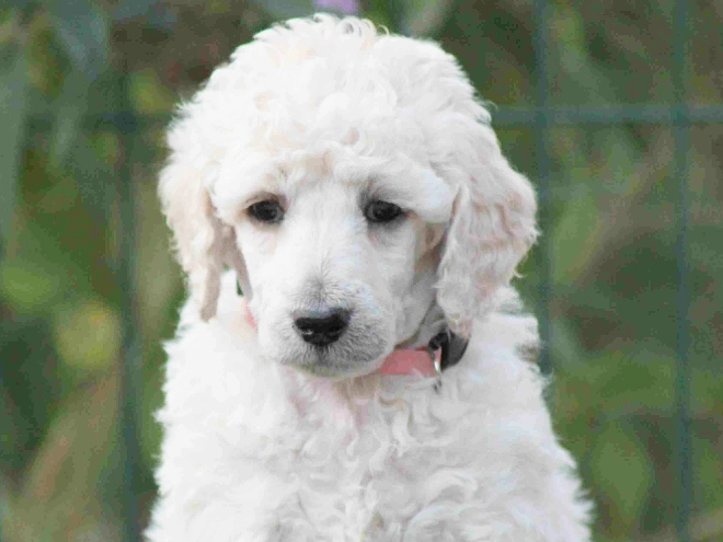 Standard Poodle puppy for sale