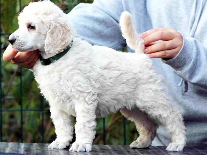 Standard Poodle puppy for sale