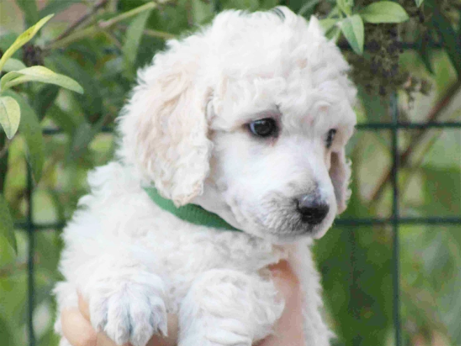 Standard Poodle puppy for sale