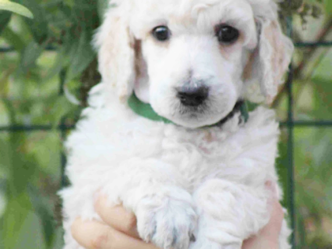 Standard Poodle puppy for sale