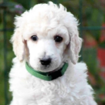 Nordic Light, white Standard Poodle for sale