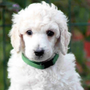 Standard Poodle puppy for sale