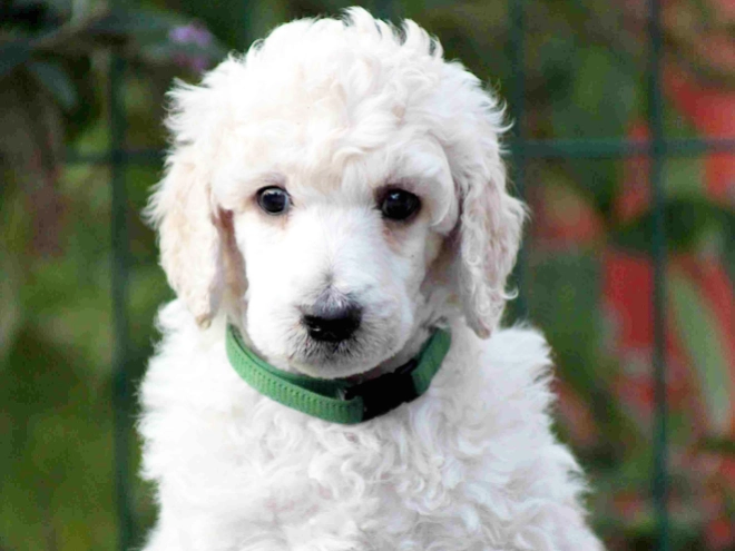 Standard Poodle puppy for sale