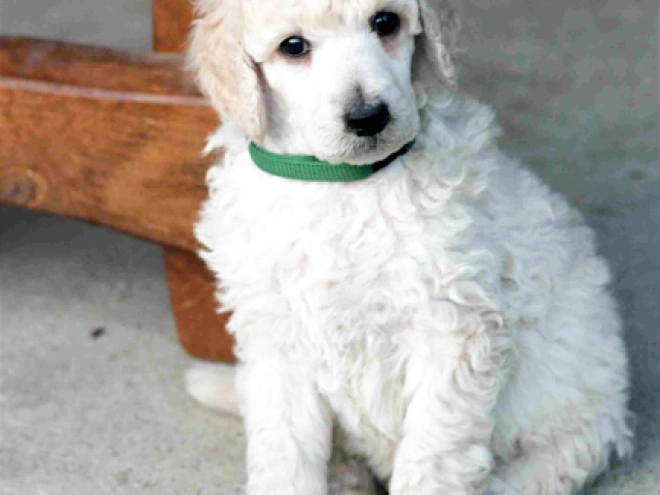 Standard Poodle puppy for sale