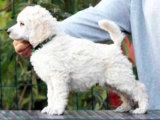 Standard Poodle puppy for sale