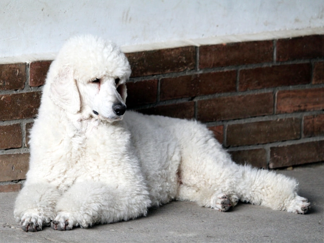 Standard Poodle puppy for sale