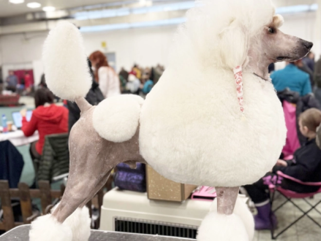 Standard Poodle puppy for sale