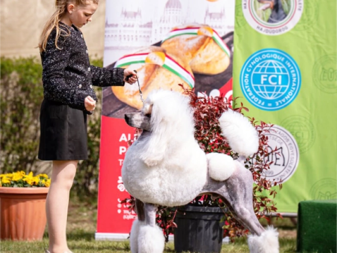 Standard Poodle puppy for sale