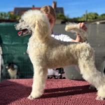 Fluffy, white Standard Poodle for sale