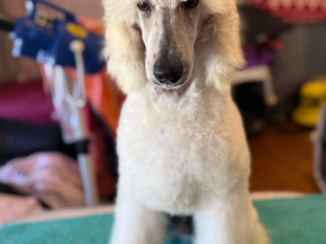 Perros Caniche en venta