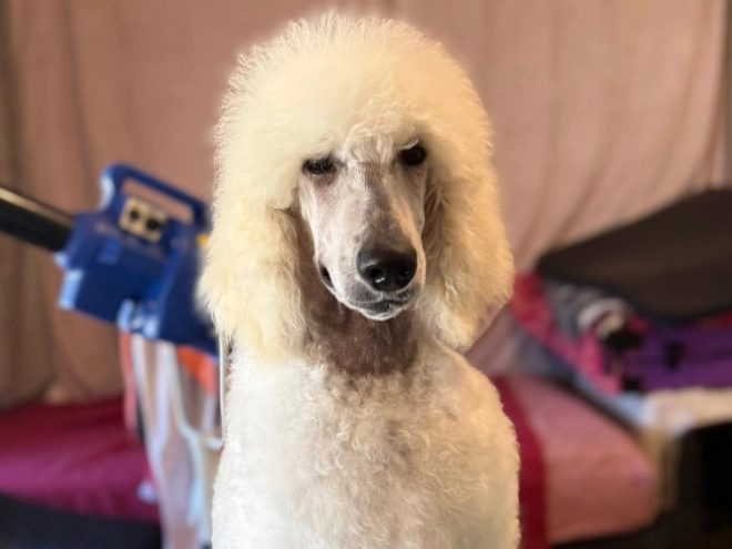 Perros Caniche en venta
