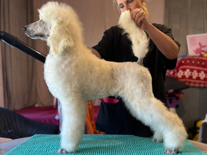 Perros Caniche en venta