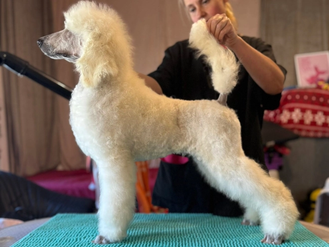 Perros Caniche en venta