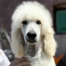 Dorian, white Caniche en venta