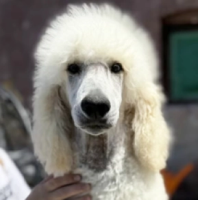 Perros Caniche en venta
